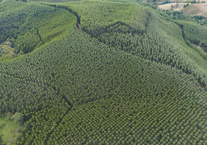 Forestry & Carbon Investment